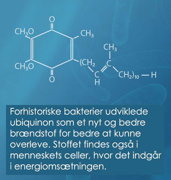 Ubiquinon findes i menneskets celler som en del af energiomsætningen