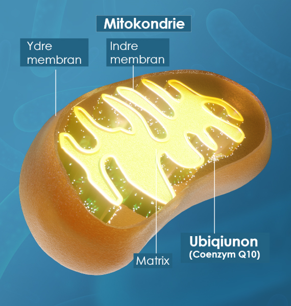 Et mitokondrie indeholder ubiqiunon og består af en indre og ydre membran 