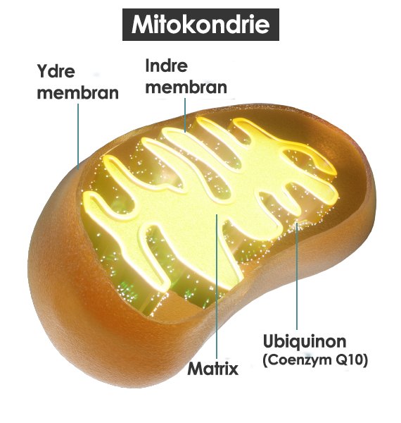 En mitokondries opbygning