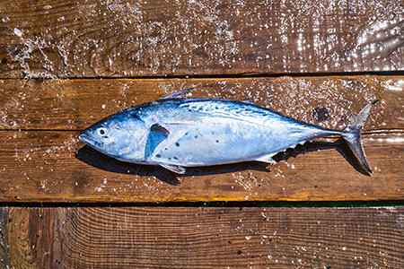 Ryby są doskonałym źródłem kwasów omega