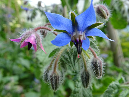 Planten agurkurt (Borago officinalis)