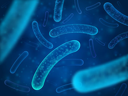 Melkesyrebakterie av typen Lactobacillus Acidophilus