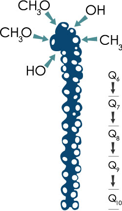 Q10-molekylet med Qinon-hovedet og en sidekæde med 10 isoprenoid-enheder