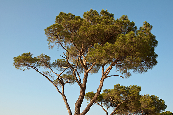 Fransk strandfyr også kaldet Pinus Pinaster