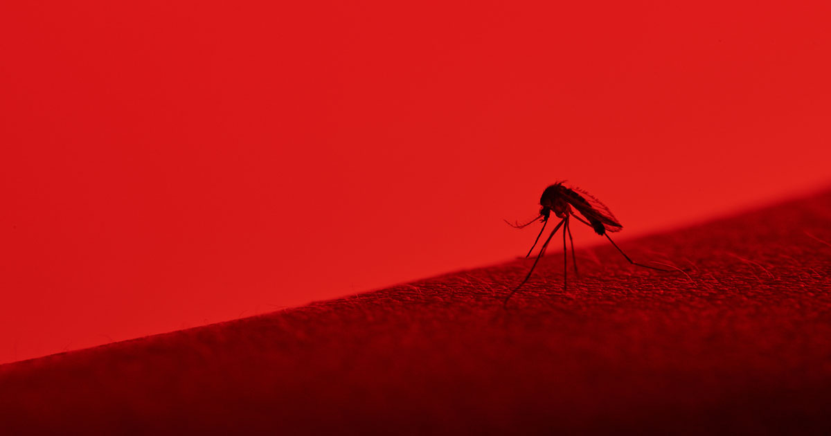 Myg finder os ved hjælp af en rød gas, som den opfanger, at vi udsender